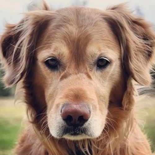 Pet Care Provider Addison B's Profile Picture