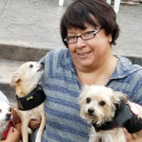 House sitter / pet sitter
