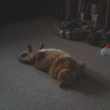 Pet sitter