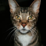 All around animal lover and devoted pet carer.