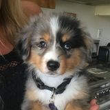 Dog lover, very experienced, calm, fun