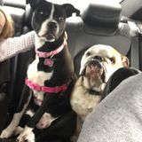 Overnight Pet/House Sitter in Our Home