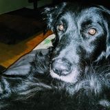 Available: Dog Walker in Portage