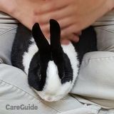 Rabbit sitter for the holidays