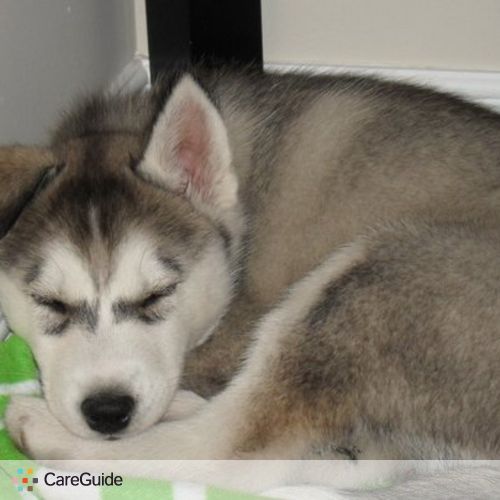 Pet Care Provider Jordan P's Profile Picture
