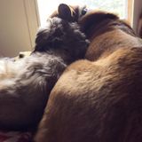 Flexible Pet sitting in Lebanon, Tennessee