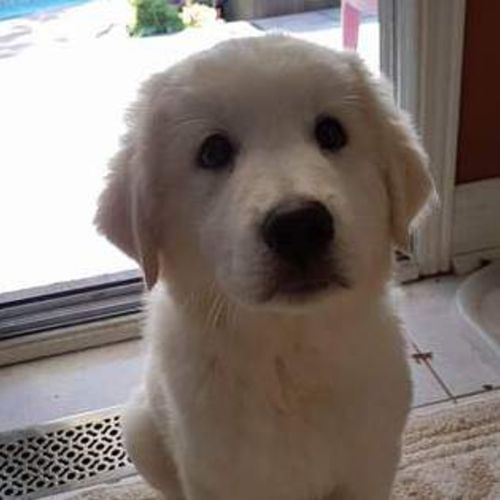Pet Care Provider Briana Gunning's Profile Picture