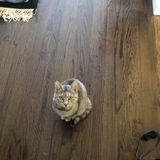 Opportunity for a Careful Pet Sitter in Middletown