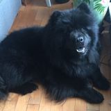 Looking for an experienced dog lover to care for my chow chow
