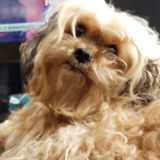Hi I'm Tracey and I love to take care of dogs. I myself have had 2 shih- tzus named pugsly and sugar and one Wheaton Terrior.