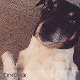 Dog Walker Needed