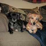 Dog and Cat Care Offered in Bloomington and Normal