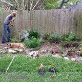 Affordable Lawn care and tree service