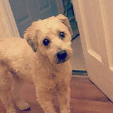 Long Term Summer Pet Sitter Wanted in Your Home.