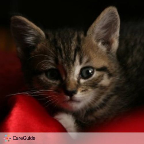 Luxury Cat Care - Pet Sitter in Boston, MA | PetSitter.com