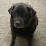 Trustworthy Pet Care Provider for Your Home