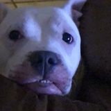 Available: Great Petsitter in Kendall, Florida