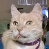 Pet Sitting