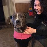 Dog Walker and Pet Sitter in Norwalk