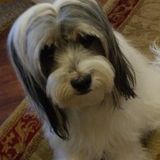 For Hire: Dog Sitter in Las Vegas, Nevada