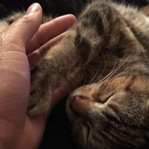 House Sitter Provider Ajai Y's Profile Picture