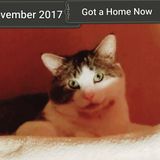 Pet and or house sitting