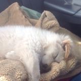 Available For Oceano Dog Sitter, California Jobs
