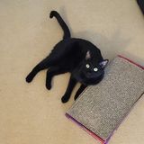 Norfolk, Virginia Pet Sitter