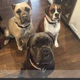 Looking for a dog lover to let my dogs out during the day!
