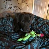 Most Present Dog Sitting And walker in Orlando