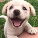 Caring and Loving Pet Sitter