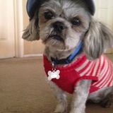 Loving and Hard Working Dog Sitter in Las Vegas