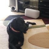 Hello my name is Lisa...
Looking for a pet sitter to take care of your fur babies..