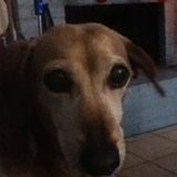 Dog sitter/ Care provider