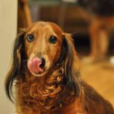 Wanted: pet sitter who can express bladder of paralyzed, incontinent dachshund