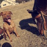 Lincoln Pet Supervisor Seeking To Be Hired In Lincoln, Nebraska