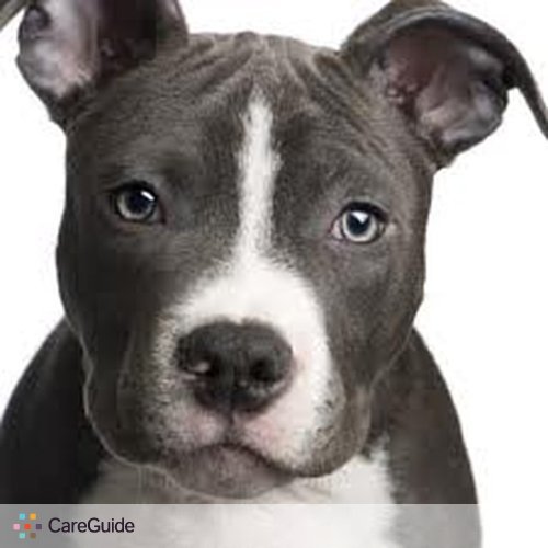 Pet Care Provider Ammon R's Profile Picture