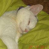 Dedicated,responsible dog or cat Service Provider for Hire