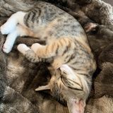 Honest Cat Sitter in Loganville, Georgia