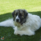 I Heart Lucy Pet Care (Experienced Veterinary Technician)