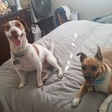 Searching for Trustworthy Dog