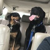 Job Opportunity: Mount Vernon, Ohio Dog Care