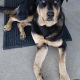 Available: completely dog friendly home with several areas for a dog to roam. Qualified dog Sitter in Corona, California