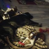 Nuturing Petsitter in Dahlonega. With flexible hours