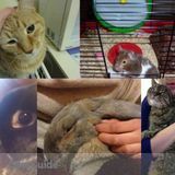 Affordable Pet Sitting/Boarding Services (Toronto)