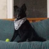 Yorba Linda Dog Walker House Sitter Looking For Work in Orange County California
