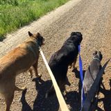 Dog walker/pet sitter