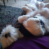 Knowledgeable Dog Walker for Your Home