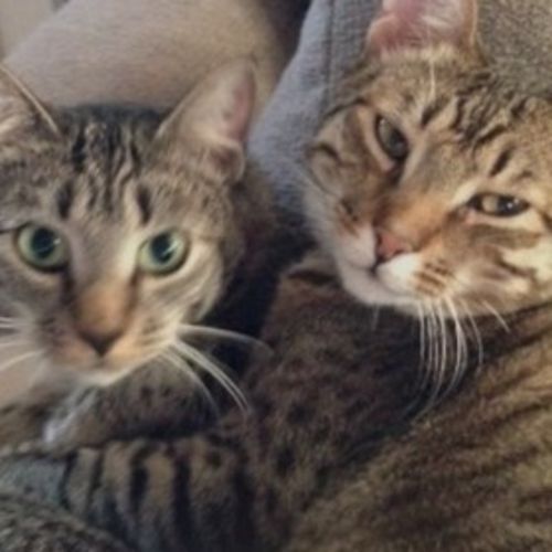 Pet Care Job Alessandra D's Profile Picture