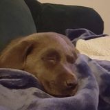 Wanted: Consistent Pet Sitting